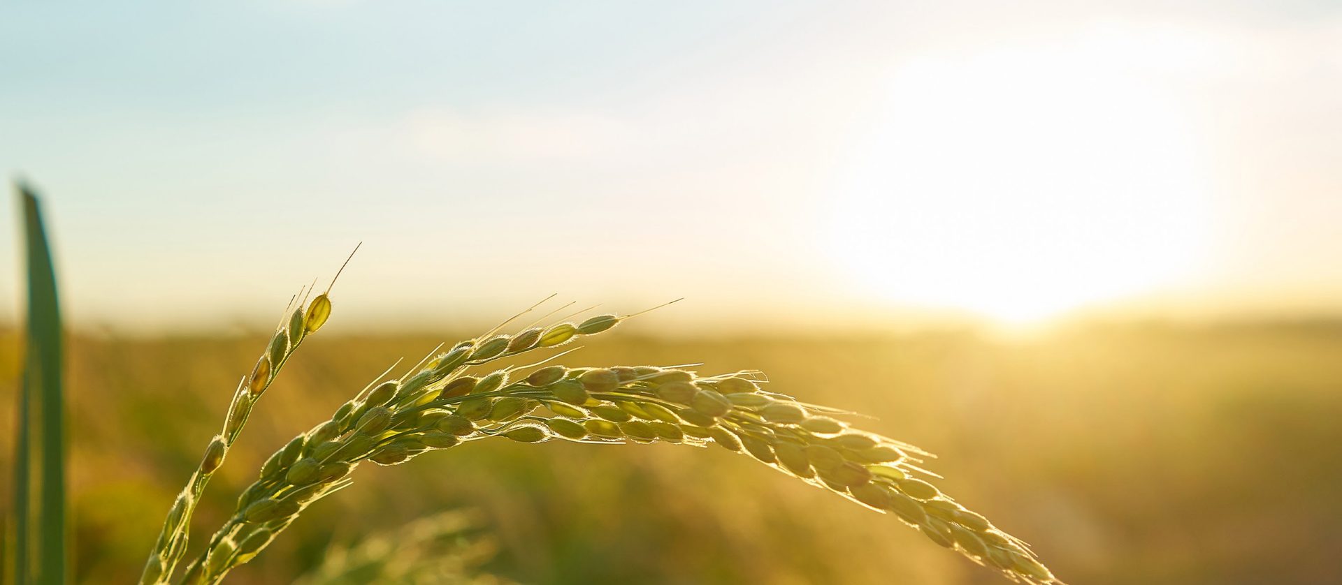 Campo agrícola al amanecer